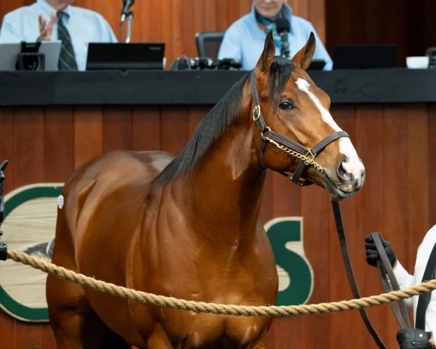 The $10.5 Million Gamble: Why Owners Are Paying Record Prices for Kentucky Derby Glory